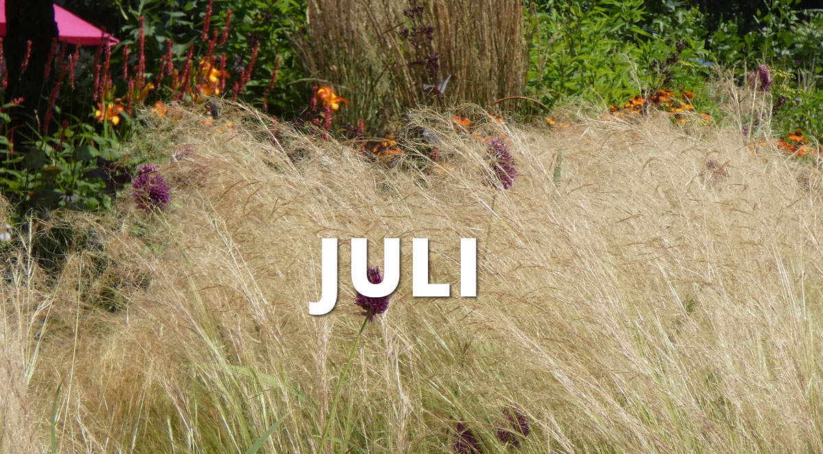 wi01 Wichtig im Juli
