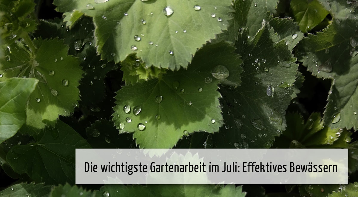wi02 Wichtig im Juli