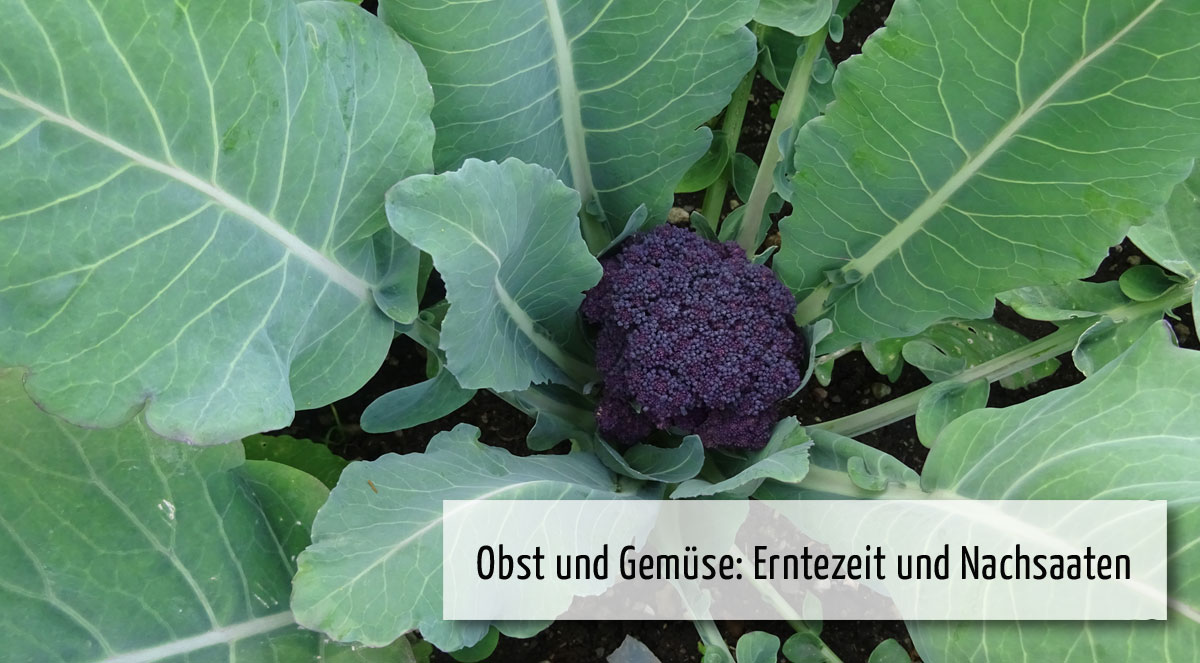 wi08 Wichtig im Juli